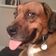 Blanding af racer Diesel