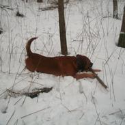 Blanding af racer Diesel