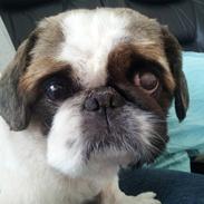 Pekingeser Pong (Bufas)