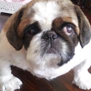 Pekingeser Pong (Bufas)