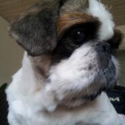 Pekingeser Pong (Bufas)