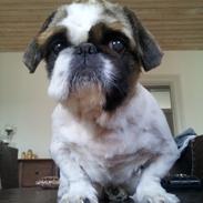 Pekingeser Pong (Bufas)