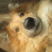 Blanding af racer Milo