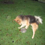 Blanding af racer Milo