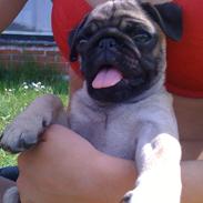 Mops Lara
