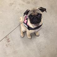 Mops Lara