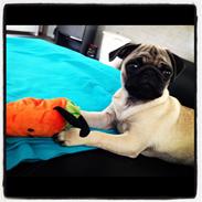 Mops Lara