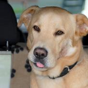 Blanding af racer Lucky [Himmelhund]