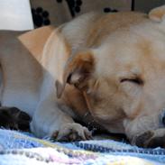 Blanding af racer Lucky [Himmelhund]