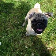 Mops Lara