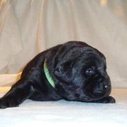 Labrador retriever Canto