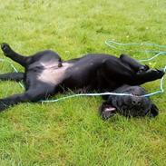 Labrador retriever Canto