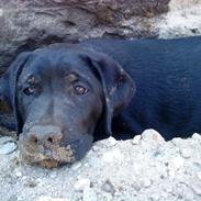 Labrador retriever Canto