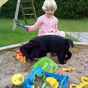 Labrador retriever Canto