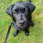 Labrador retriever Canto