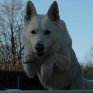 Hvid Schweizisk Hyrdehund Baldo *R.I.P. 02.03.2012 ;(*