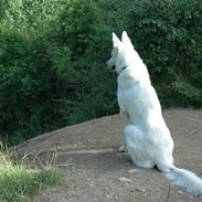 Hvid Schweizisk Hyrdehund Baldo *R.I.P. 02.03.2012 ;(*