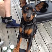 Dvaergpinscher Charlie