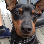 Dvaergpinscher Charlie