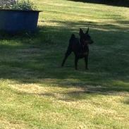 Dvaergpinscher Charlie