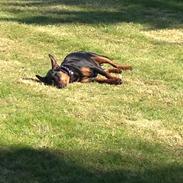 Dvaergpinscher Charlie