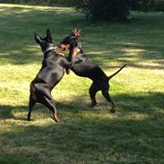 Dvaergpinscher Charlie