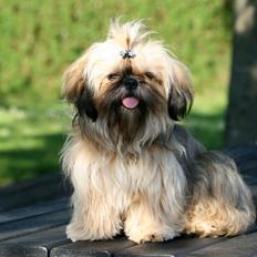 Shih tzu Smilla