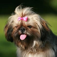 Shih tzu Smilla