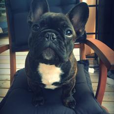 Fransk bulldog Balder