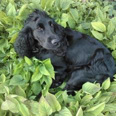 Cocker spaniel Fie