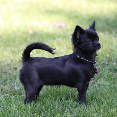 Chihuahua Mona Lisa's Sille