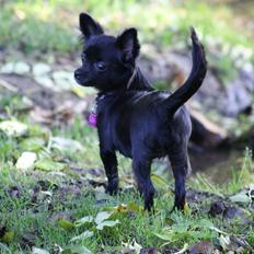 Chihuahua Mona Lisa's Sille