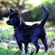 Chihuahua Mona Lisa's Sille