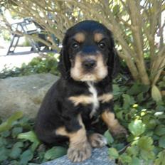 Cocker spaniel Smilla