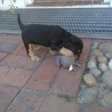 Cocker spaniel Smilla