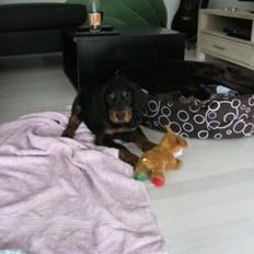 Gordon setter Zibbo
