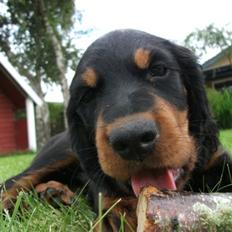 Gordon setter Zibbo