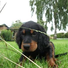 Gordon setter Zibbo
