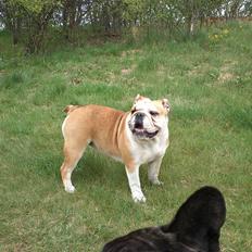 Engelsk bulldog Barny Extreme Bull Blanka 'Tia'