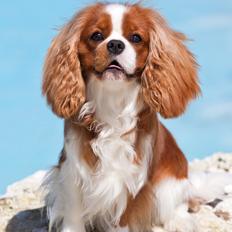 Cavalier king charles spaniel Bazil