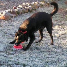 Labrador retriever blackie (kaldet bassi)
