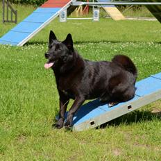 Norsk buhund Turbo Tesla