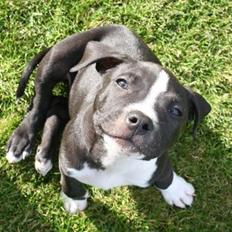 Blanding af racer Diablo