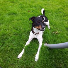 Dansk svensk gaardhund Tjalfe