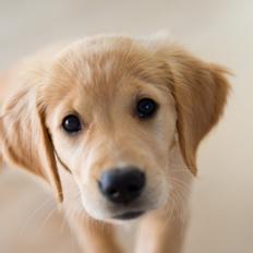 Golden retriever Rosemosegårds Celica - Clara