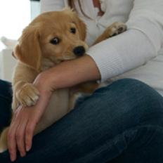 Golden retriever Rosemosegårds Celica - Clara