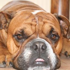 Engelsk bulldog Otto