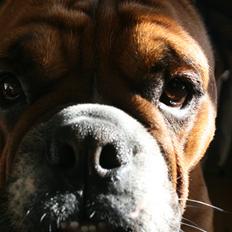 Engelsk bulldog Otto