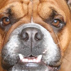 Engelsk bulldog Otto