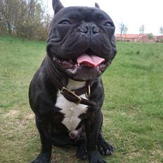 Fransk bulldog Carlos